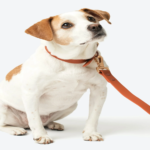 dog leash and collar