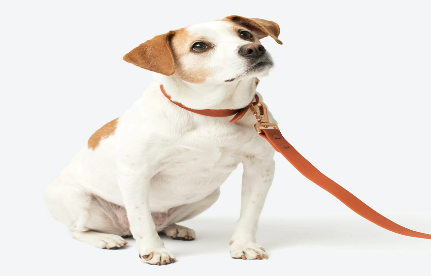 dog leash and collar